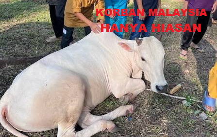 Korban Lembu Malaysia